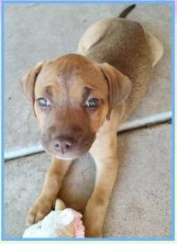 Labrador Retriever Dogs Available for Adoption in Mesa, Arizona - Sienna | PetCurious