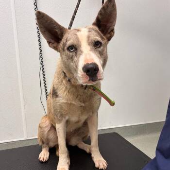 Calypso -  Catahoula Leopard Dog and Mixed Breed Dog for Adoption in Abilene, Texas - Calypso | PetCurious