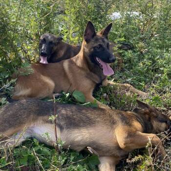 Rescue Belgian Shepherd Malinois Dogs for Adoption in Trenton, New Jersey - Dodger | PetCurious