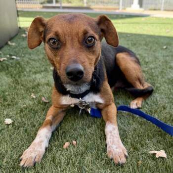 Pumpkin -  Terrier Dog for Adoption in Walnut Creek, California - Pumpkin | PetCurious