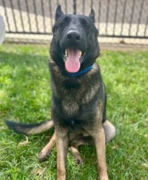 German Shepherd Dog and Belgian Shepherd Malinois Dogs Available for Adoption in Riverside, California - ROGER | PetCurious