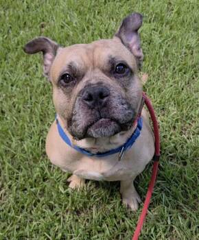 LEVI -  American Staffordshire Terrier Dog for Adoption in Fort Lauderdale, Florida - LEVI | PetCurious