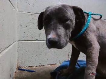 Pit Bull Terrier and Mixed Breed Dogs Available for Adoption in Tulsa, Oklahoma - SWEETS | PetCurious