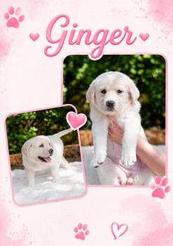 Labrador Retriever Dogs Available for Adoption in Pflugerville, Texas - Ginger | PetCurious