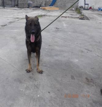 German Shepherd Dog Dogs Available for Adoption in Doral, Florida - NOAH | PetCurious