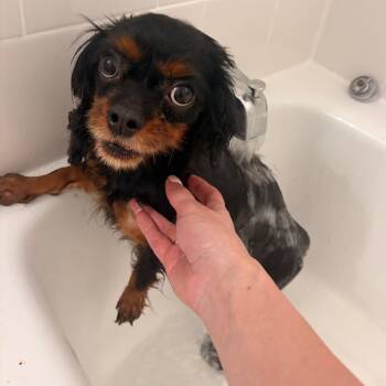 Cavalier King Charles Spaniel Dogs Available for Adoption - Roxie | PetCurious