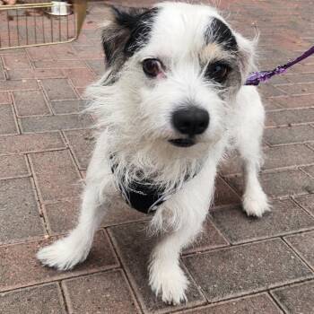 Kingston Knight -  Wirehaired Terrier Dog for Adoption in Las Vegas, Nevada - Kingston Knight | PetCurious