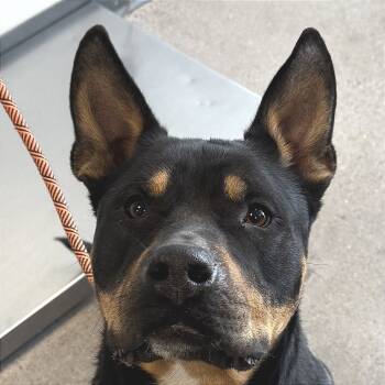 Rescue Mixed Breed Dogs for Adoption in Las Cruces, New Mexico - 100664 | PetCurious