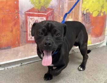Jimmie -  Pug and Mixed Breed Dog for Adoption in Severance, Colorado - Jimmie | PetCurious