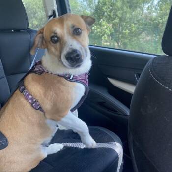 Emma -  Corgi and Dachshund Dog for Adoption in Woodstock, Ontario - Emma | PetCurious