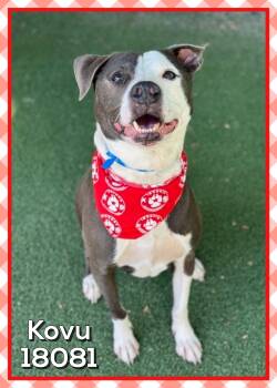 American Staffordshire Terrier Dogs Available for Adoption in Marietta, Georgia - KOVU | PetCurious