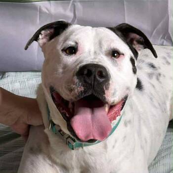 Rescue Mixed Breed Dogs for Adoption in Huntsville, Alabama - Darla | PetCurious