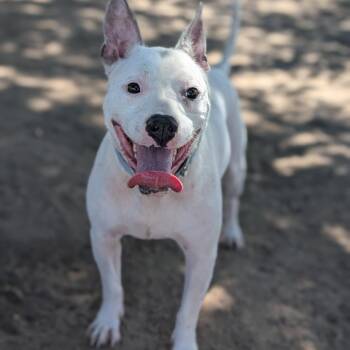 Taz -  Bull Terrier and Boston Terrier Dog for Adoption in Buchanan Dam, Texas - Taz | PetCurious