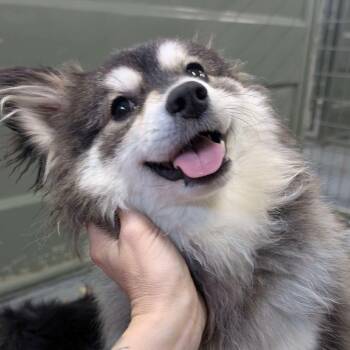 CT Rocky -  Pomeranian and Husky Dog for Adoption in Eastford, Connecticut - CT Rocky | PetCurious