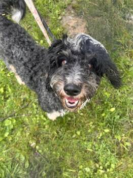 Sheepadoodle Dogs Available for Adoption in Warren, Ohio - Benji | PetCurious