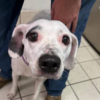 Beauty -  Mixed Breed Dog for Adoption in Charleston, West Virginia - Beauty | PetCurious