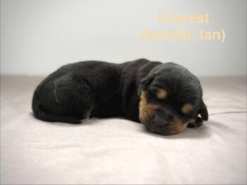 Retriever and Shepherd Dogs Available for Adoption in Calgary, Alberta - Everest | PetCurious