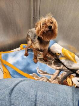 Yorkshire Terrier and Mixed Breed Dogs Available for Adoption in Greenville, Texas - Dog Kennel #10 | PetCurious