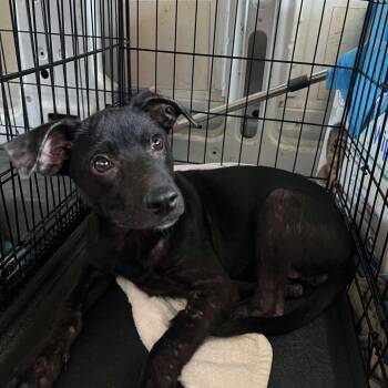 Rescue Mixed Breed Dogs for Adoption in Savannah, Georgia - Coalby | PetCurious