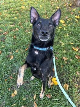 Mr. Jeffery -  Shepherd Dog for Adoption in Kalamazoo, Michigan - Mr. Jeffery | PetCurious