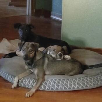 Terrier Dogs Available for Adoption - Milo | PetCurious