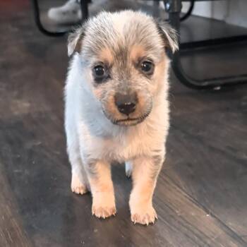 Tapi -  Mixed Breed Dog for Adoption in Park City, Utah - Tapi | PetCurious