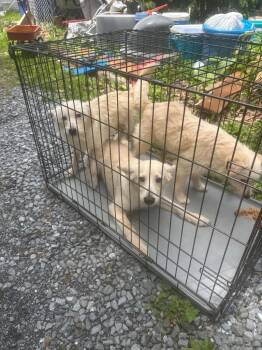 Mick -  Pomeranian and Husky Dog for Adoption in Pine Grove, Pennsylvania - Mick | PetCurious