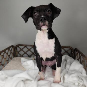 Boxer Dogs Available for Adoption - Dallie | PetCurious