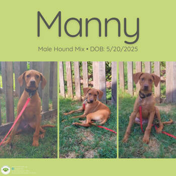 Rescue Hound Dogs for Adoption in Pottstown, Pennsylvania - Manny | PetCurious