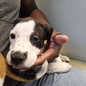 Mary -  Pit Bull Terrier Dog for Adoption in Las Vegas, Nevada - Mary | PetCurious