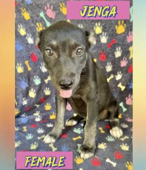 Jenga -  Labrador Retriever Dog for Adoption in Manchester, Connecticut - Jenga | PetCurious