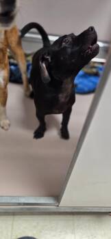 Dachshund and Mixed Breed Dogs Available for Adoption - Bunny | PetCurious