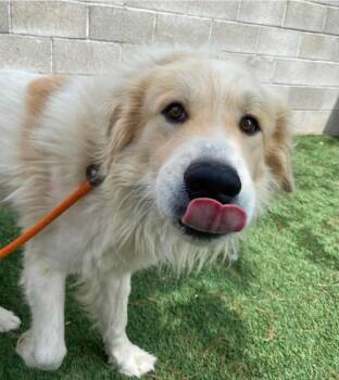 Domino -  Great Pyrenees Dog for Adoption in Sedalia, Colorado - Domino | PetCurious
