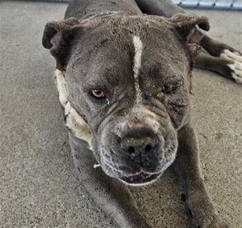 Gloria - URGENT -  Pit Bull Terrier Dog for Adoption in Thousand Oaks, California - Gloria - URGENT | PetCurious