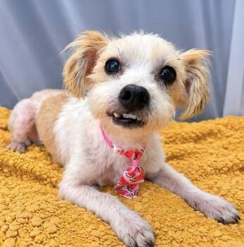 Snuggle Roo -  Maltese and Terrier Dog for Adoption in Foley, Alabama - Snuggle Roo | PetCurious