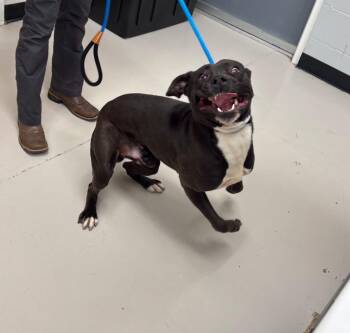 Donnie -  Hound Dog for Adoption in Findlay, Ohio - Donnie | PetCurious