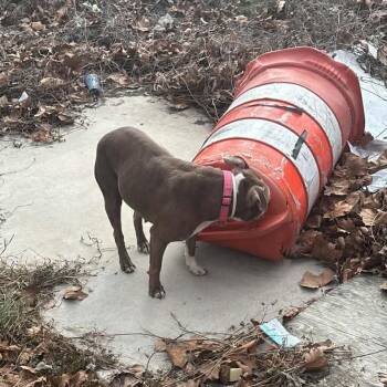 Pit Bull Terrier and Mixed Breed Dogs Available for Adoption - Brown Sugar | PetCurious