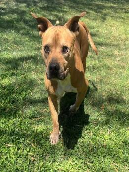 GOOMBA -  Pit Bull Terrier Dog for Adoption in Thousand Palms, California - GOOMBA | PetCurious