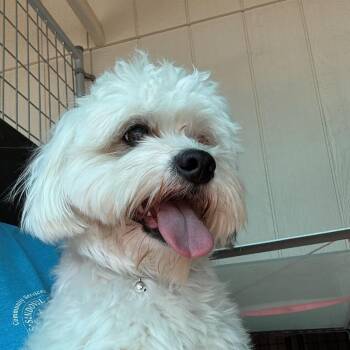 Stoney -  Bichon Frise Dog for Adoption in Bernalillo, New Mexico - Stoney | PetCurious