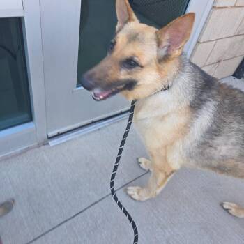 Lulu -  Mixed Breed Dog for Adoption in Pauls Valley, Oklahoma - Lulu | PetCurious