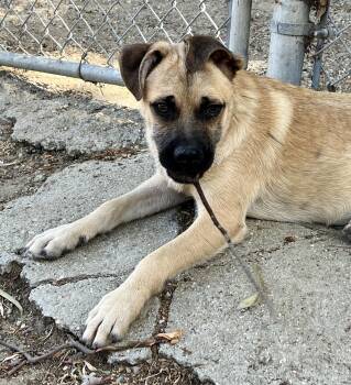 Rescue Shepherd and Pug Dogs for Adoption in El Segundo, California - Bob | PetCurious