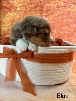 Casper -  Australian Shepherd Dog for Adoption in Newport, Maine - Casper | PetCurious