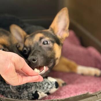 Chips -  Chihuahua and Dachshund Dog for Adoption in Durango, Colorado - Chips | PetCurious