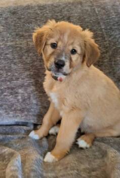 MaryJane (MJ) -  Mixed Breed Dog for Adoption in Mesa, Arizona - MaryJane (MJ) | PetCurious