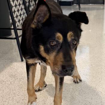 Phoebe A2283121 -  Shepherd and Mixed Breed Dog for Adoption in Los Angeles, California - Phoebe A2283121 | PetCurious