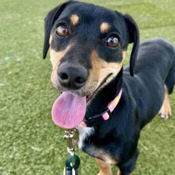Penelope -  Dachshund Dog for Adoption in Wichita, Kansas - Penelope | PetCurious