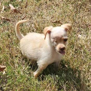 Tinker Tot (fna Remy) -  Chihuahua Dog for Adoption in Shelby, North Carolina - Tinker Tot (fna Remy) | PetCurious
