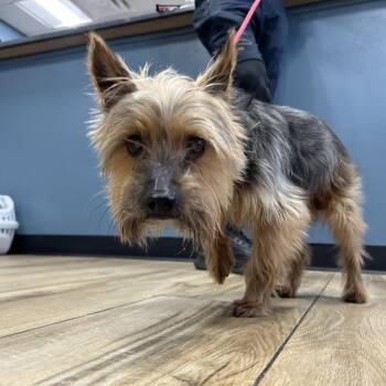 Yorkshire Terrier Dogs Available for Adoption in Newark, New Jersey - Carmelo | PetCurious