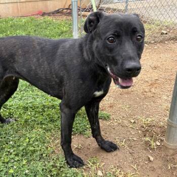 Retriever and Mixed Breed Dogs Available for Adoption in Greenville, South Carolina - Kaya | PetCurious