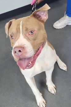 Pen 151 Pancho -  Pit Bull Terrier Dog for Adoption in Lawrenceville, Georgia - Pen 151 Pancho | PetCurious